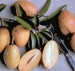 Sapodilla